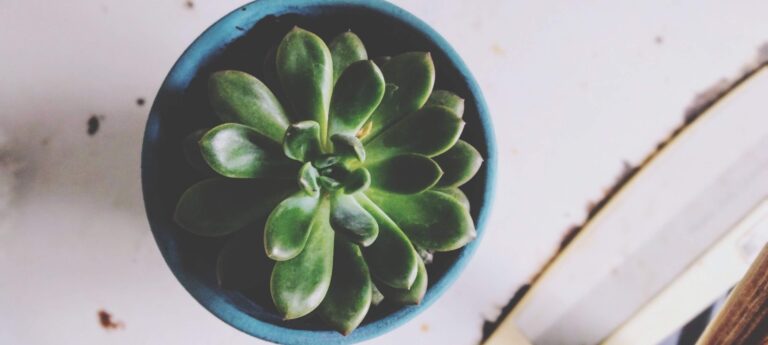 Succulent from overhead